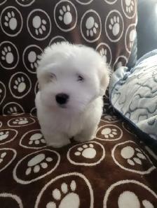 Purebred Coton De Tulear Puppies - Photo 3
