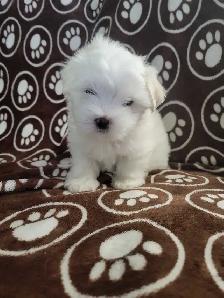 Purebred Coton De Tulear Puppies - Photo 4
