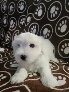 Purebred Coton De Tulear Puppies - Photo 5