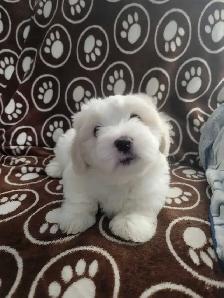 Purebred Coton De Tulear Puppies - Photo 6