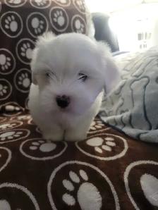 Purebred Coton De Tulear Puppies - Photo 7