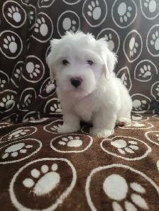 Purebred Coton De Tulear Puppies - Photo 8