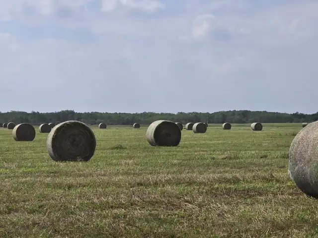 Quality hay for sale