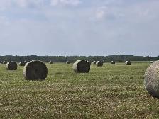 Quality hay for sale