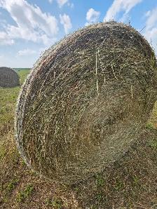 Quality hay for sale - Photo 2