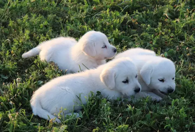 Goldador puppies