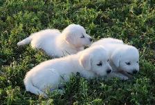 Goldador puppies