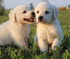 Goldador puppies - Photo 2