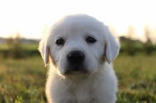Goldador puppies - Photo 3