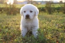 Goldador puppies - Photo 4