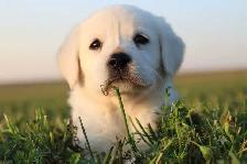 Goldador puppies - Photo 5