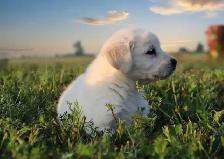 Goldador puppies - Photo 6
