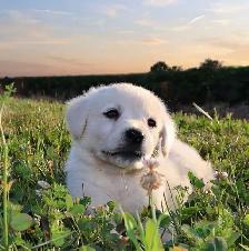 Goldador puppies - Photo 7