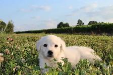 Goldador puppies - Photo 8