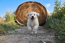 Goldador puppies - Photo 9