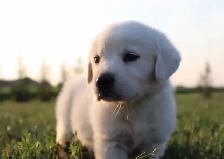 Goldador puppies - Photo 10
