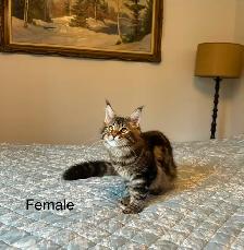 MAINE COON KITTENS, PUREBRED - Photo 4