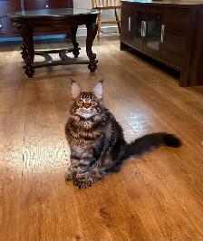 MAINE COON KITTENS, PUREBRED - Photo 5