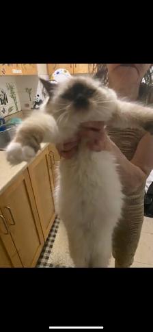 ragdoll kitten (boy)