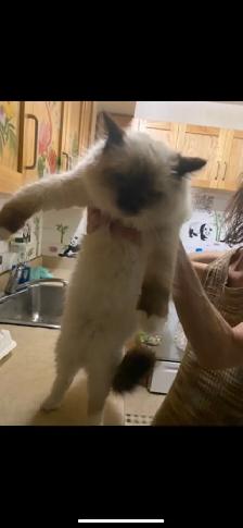 ragdoll kitten (boy) - Photo 2