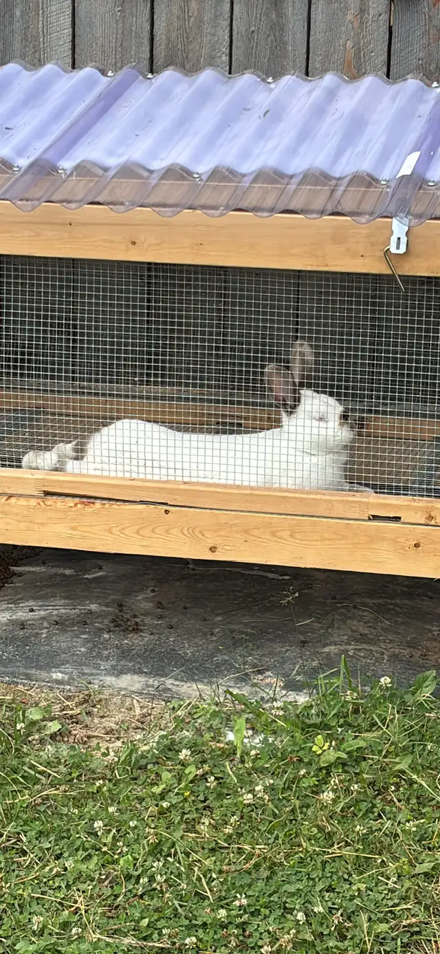 Rabbit - Male 10 month old Meat Rabbit