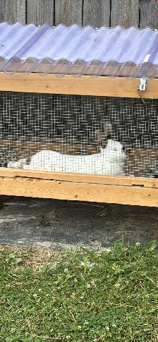 Rabbit - Male 10 month old Meat Rabbit