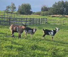 fainting goats