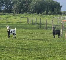 fainting goats - Photo 2