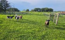 fainting goats - Photo 3