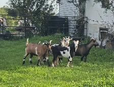 fainting goats - Photo 4
