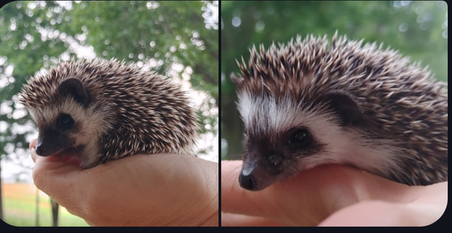 ❤️ Dark masked chocolate baby boy hedgehog babies