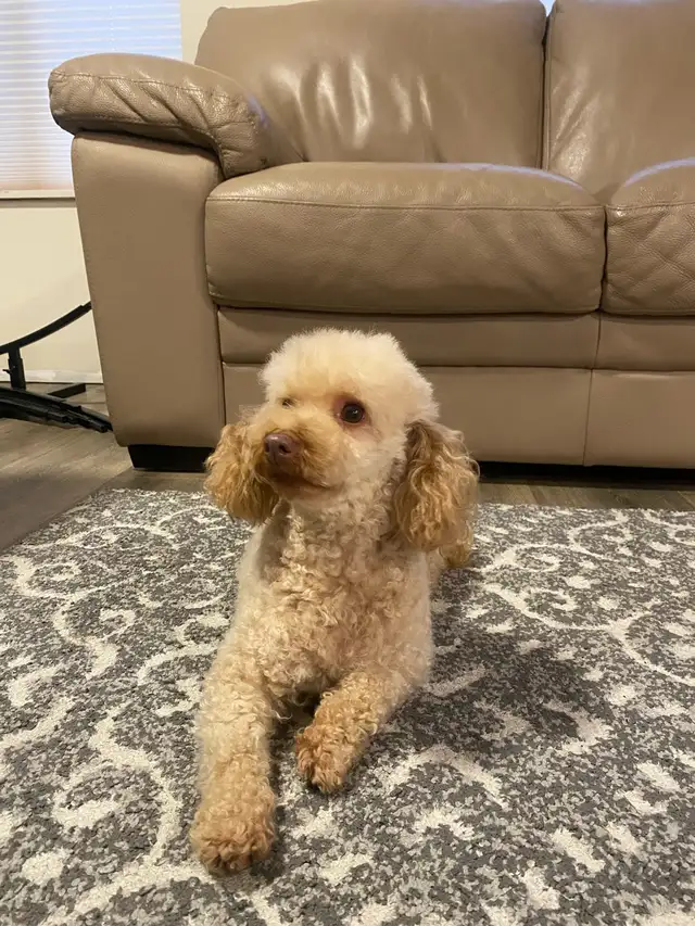 Adult Miniature Poodle For Rehoming !