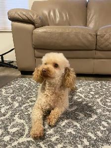 Adult Miniature Poodle For Rehoming !