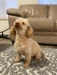 Adult Miniature Poodle For Rehoming ! - Photo 2
