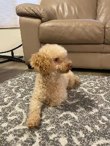 Adult Miniature Poodle For Rehoming ! - Photo 3