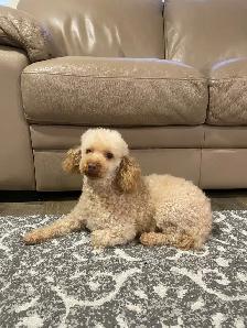 Adult Miniature Poodle For Rehoming ! - Photo 4