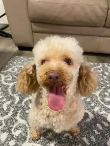 Adult Miniature Poodle For Rehoming ! - Photo 5