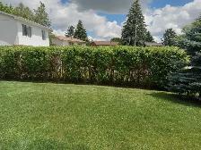 Grass Cutting Lawn Mowing Bolton/Caledon/Brampton Area - Photo 10