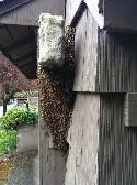 free bee swarm removel