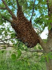 free bee swarm removel - Photo 2