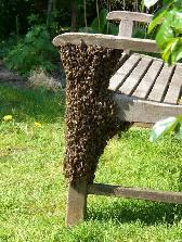 free bee swarm removel - Photo 3