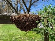 free bee swarm removel - Photo 4