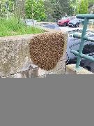 free bee swarm removel - Photo 5