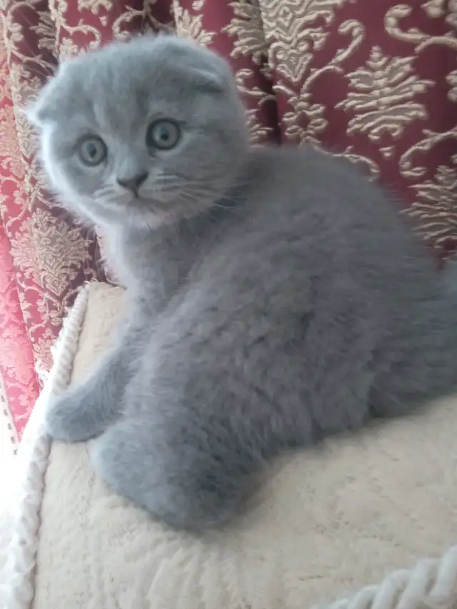 Scottish Fold and Scottish  Straight kittens CCA/AFC registered