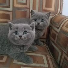 Scottish Fold and Scottish  Straight kittens CCA/AFC registered - Photo 3
