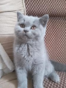 Scottish Fold and Scottish  Straight kittens CCA/AFC registered - Photo 4