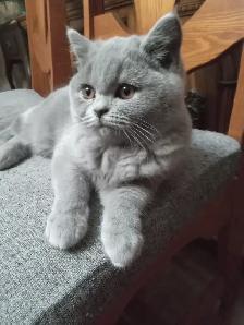 Scottish Fold and Scottish  Straight kittens CCA/AFC registered - Photo 5