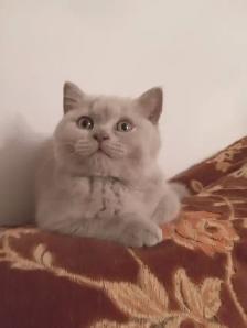 Scottish Fold and Scottish  Straight kittens CCA/AFC registered - Photo 7