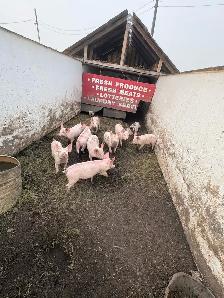 feeder pigs