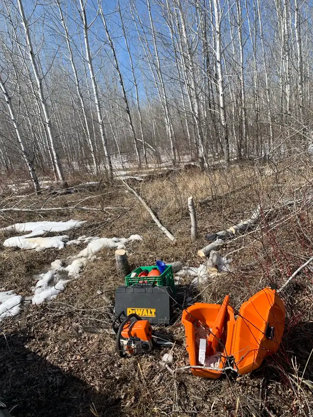 fallen tree/branch removal